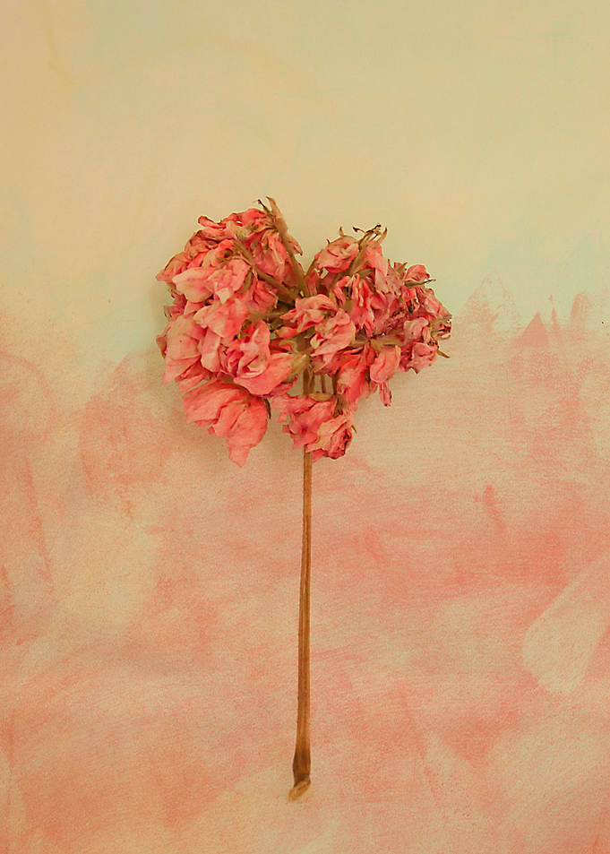 One Pink Geranium