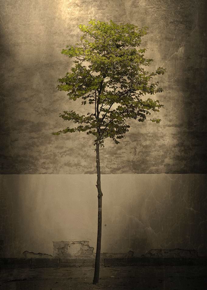 Once Upon a Tree
