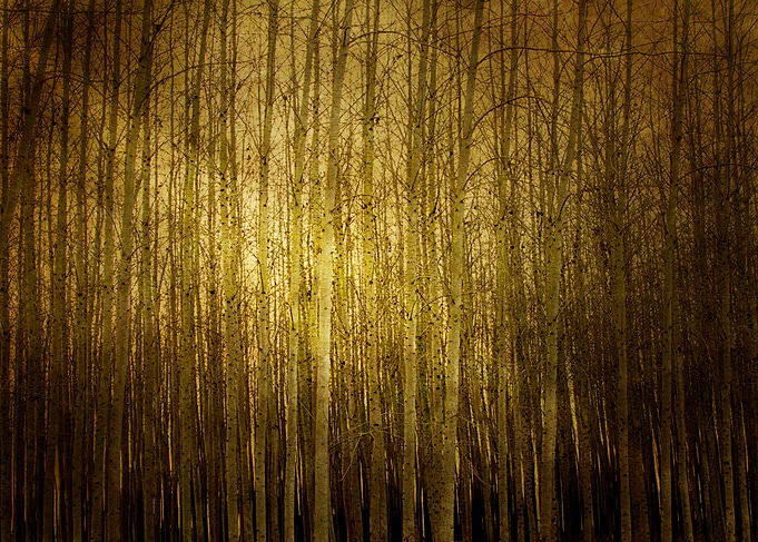 Can't See The Forest For The Trees