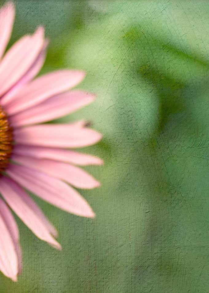 Coneflower