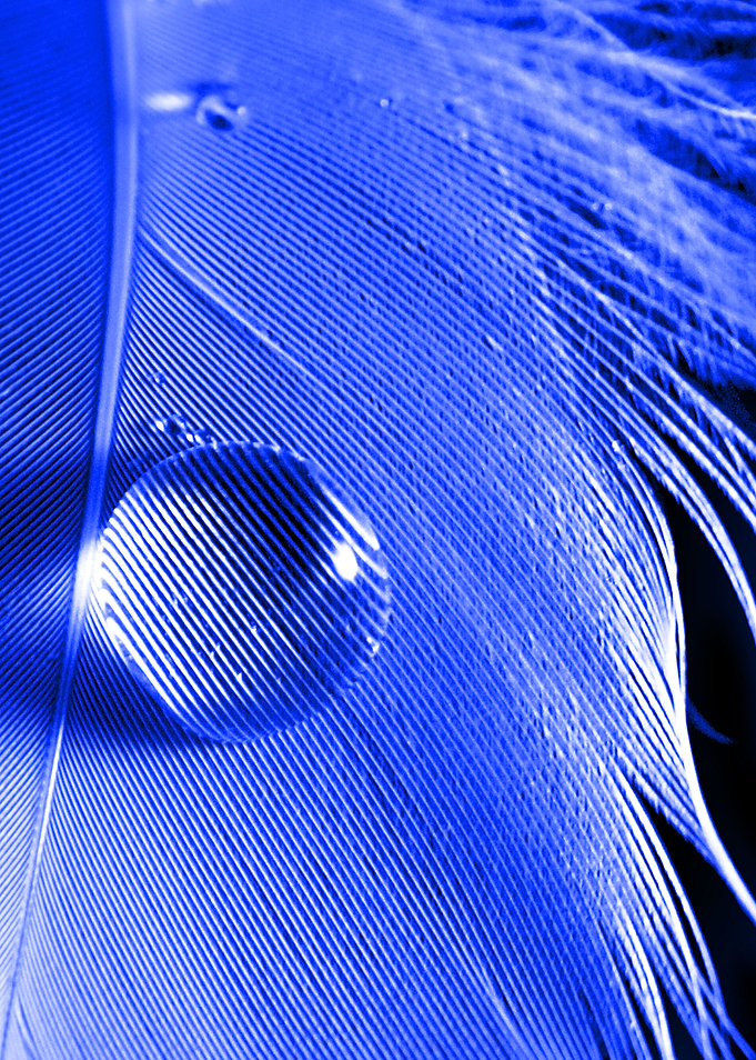 Be Careful What you Wish - macro water droplet on feath ...