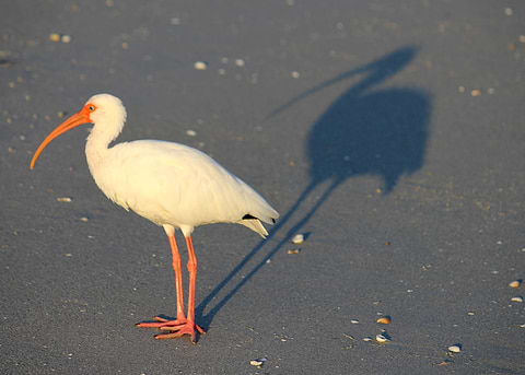 Me and my shadow
