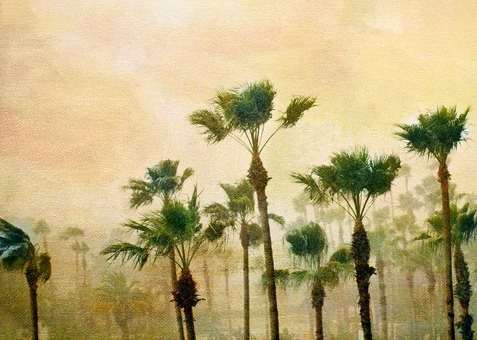 Tropical Wind