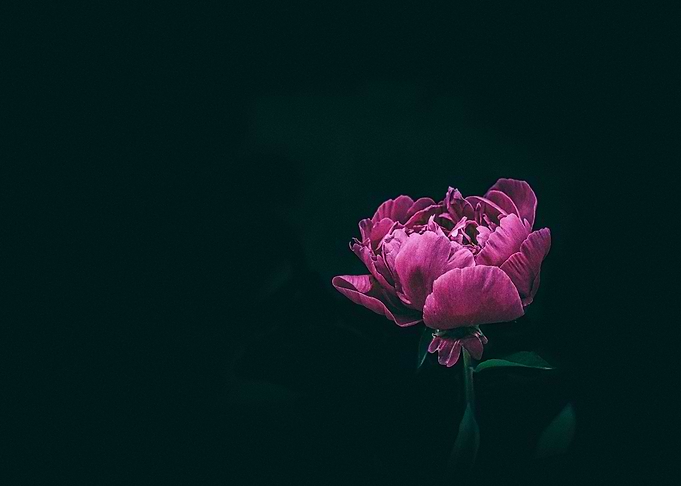 A Flowers Breath
