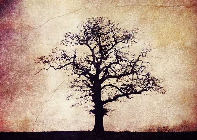 one tree