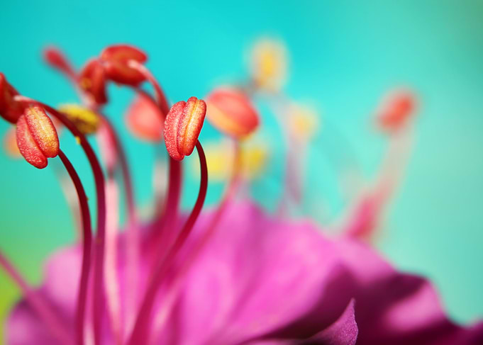 Geranium Dance