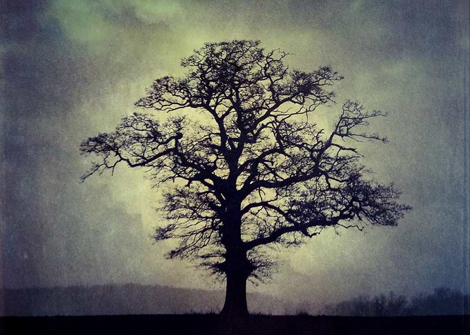 yellow tree