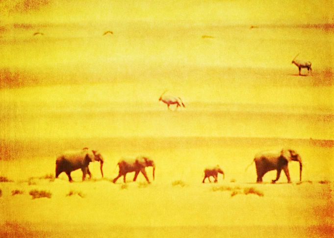 elephant family