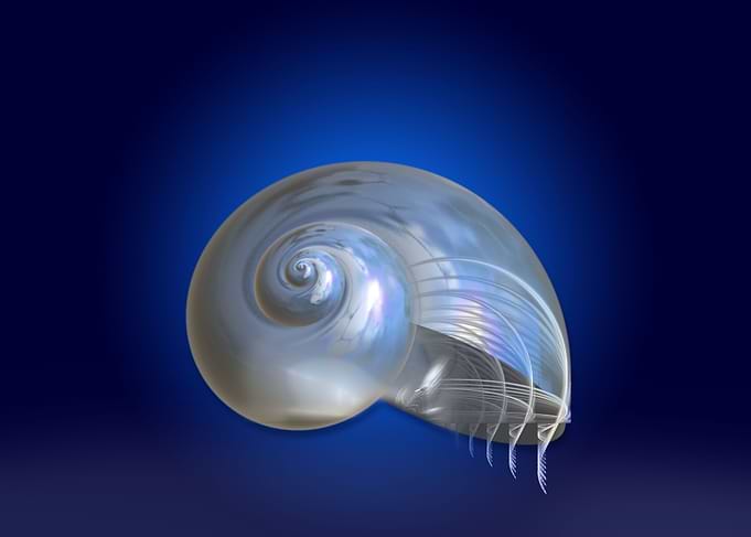 Mystic snail CB