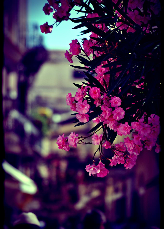 Pink flowers