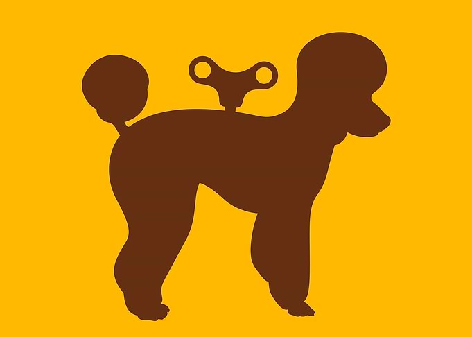 TOY POODLE - Every dog has his day, unless wound up as ...