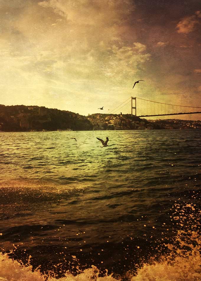 birds on the water