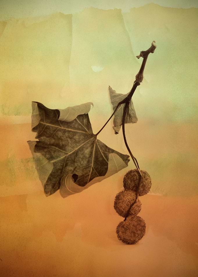 One Spring Leaf