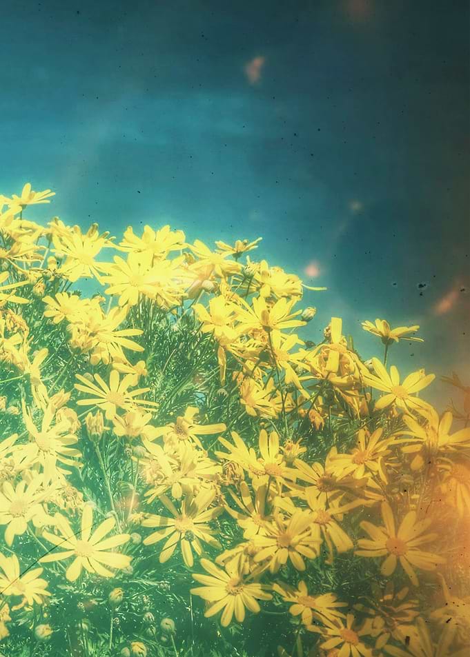 Yellow Daisies