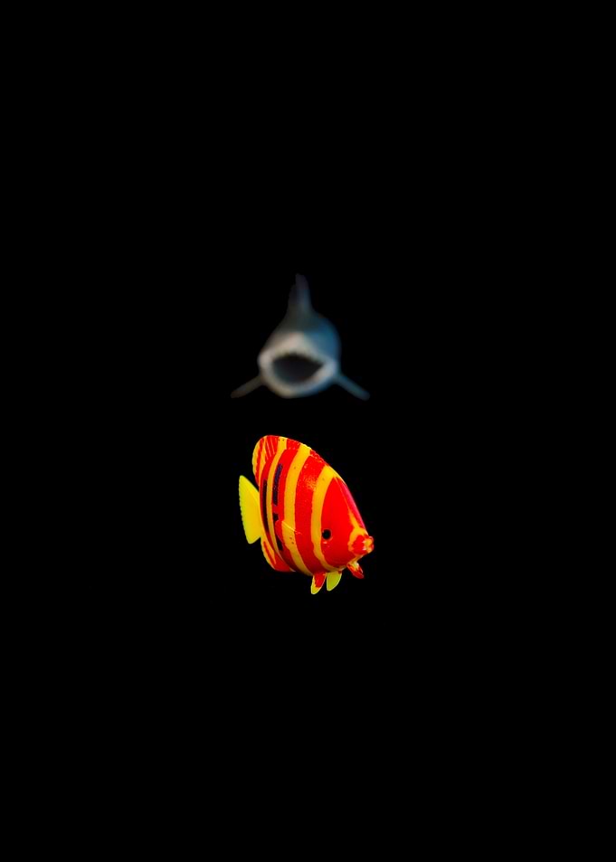 The fish and the shark
