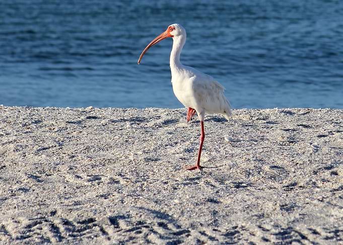 One Legged Ibis