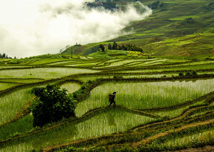 Rice Terrace I