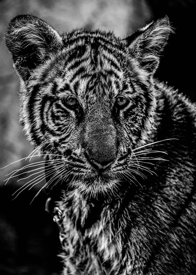 Tiger Eyes II