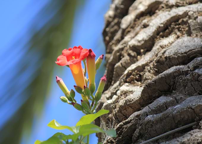 Lone Flower