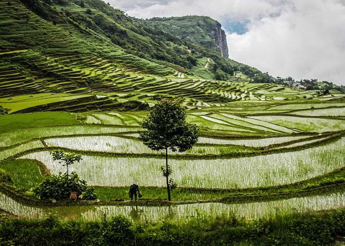 Rice Terrace II