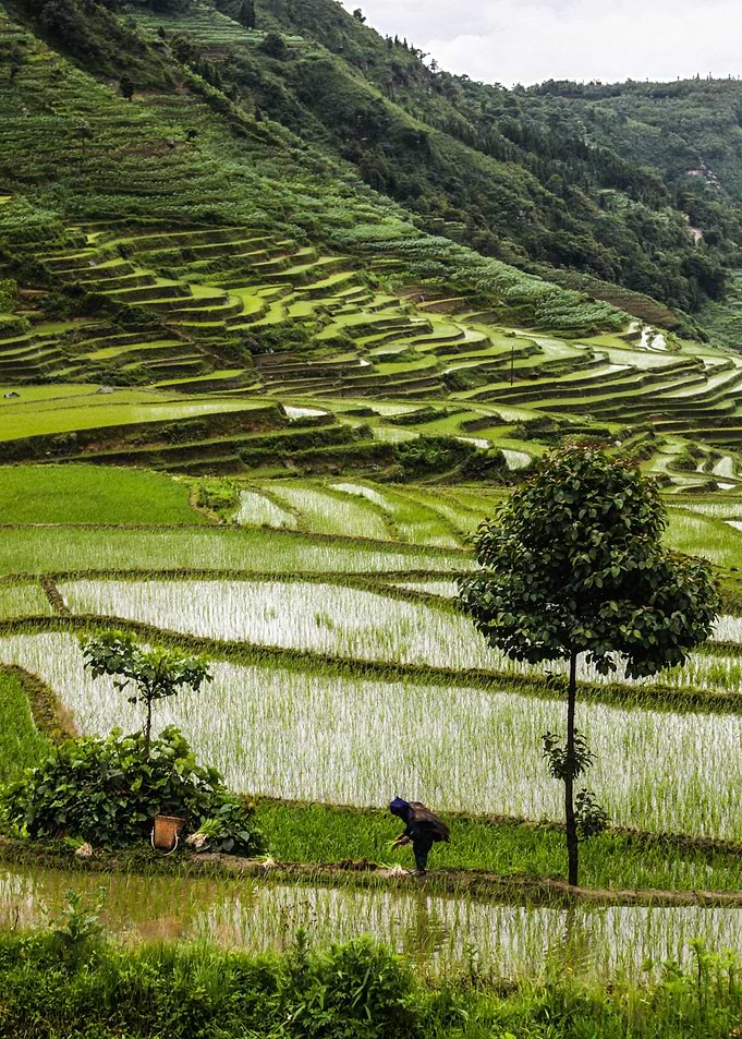 Rice Terrace III