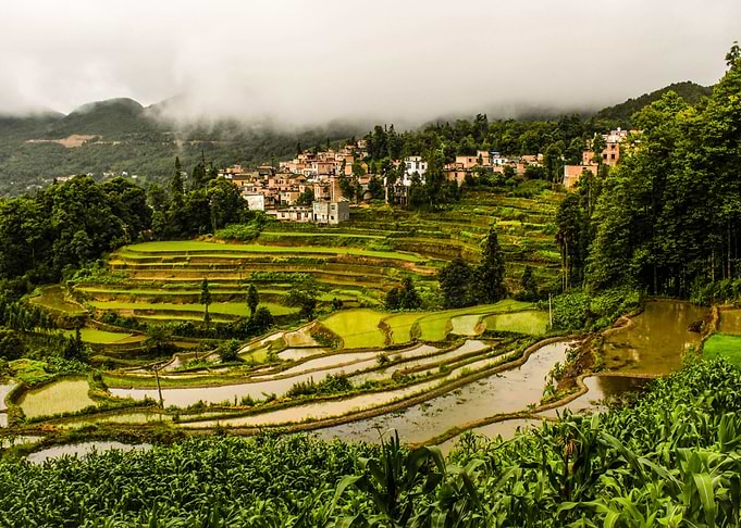 Rice Terrace IV