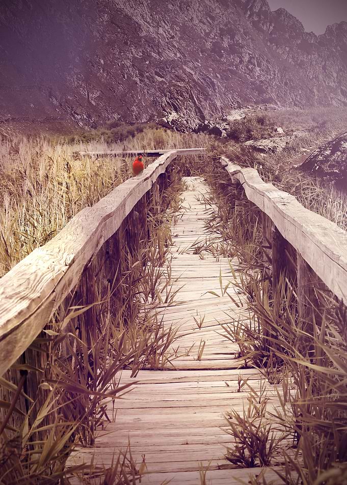 Abandoned Path
