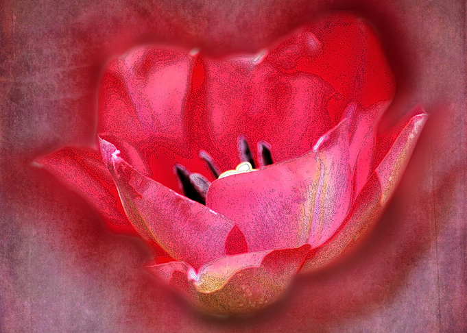 Weathered Tulip in Ink and Watercolor