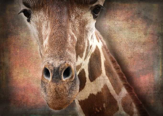 Giraffe Selfie