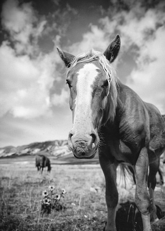 Naturally curious B/W