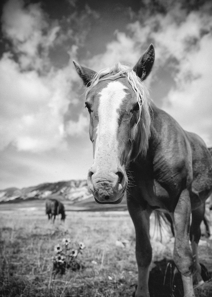 Naturally curious B/W