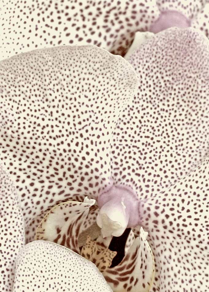 White orchid