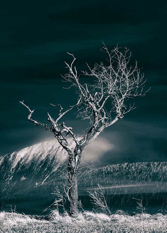 The Frozen Tree
