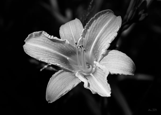 Single flower