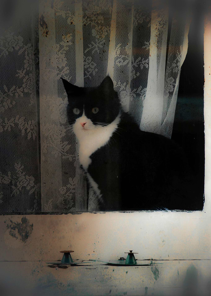 One Cat in the Window