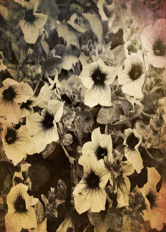 Soul Flowers