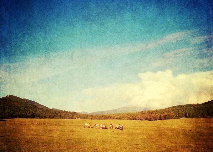 wild horses