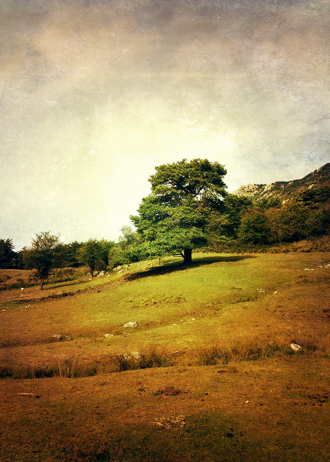 on the hillside