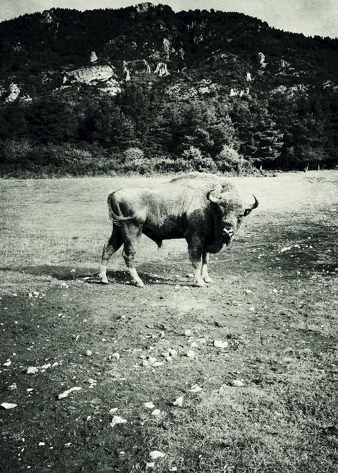 wild encounter