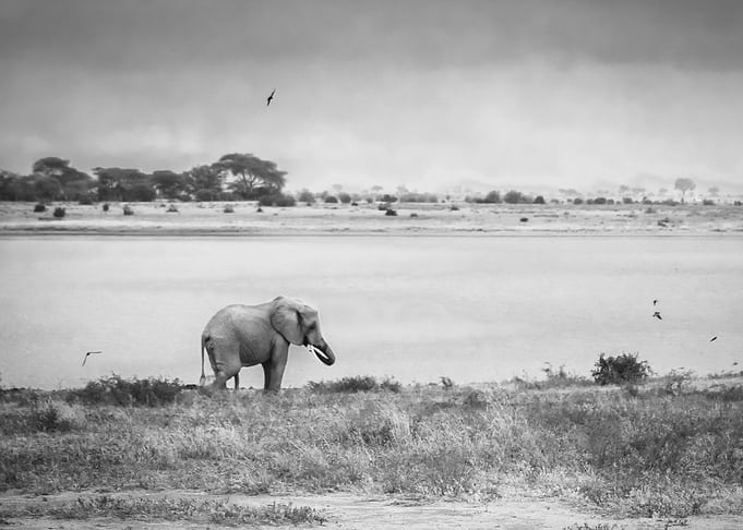 little grey elephant song