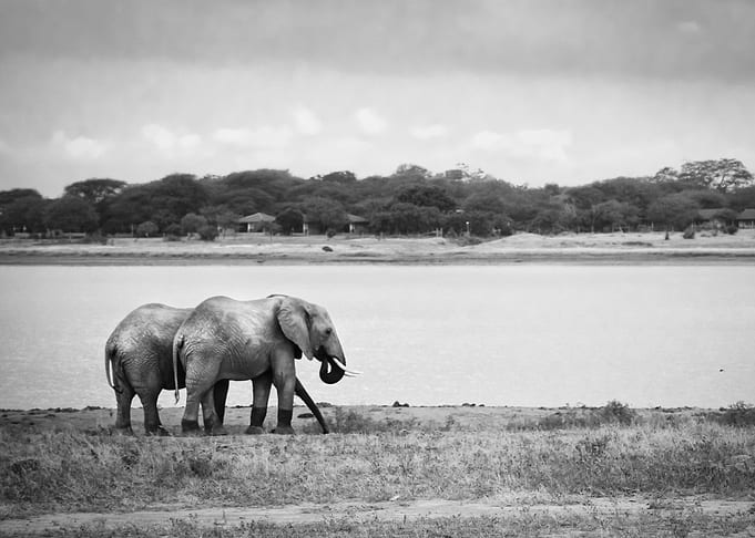 Water for Elephants