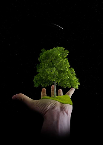 The tree and the falling star