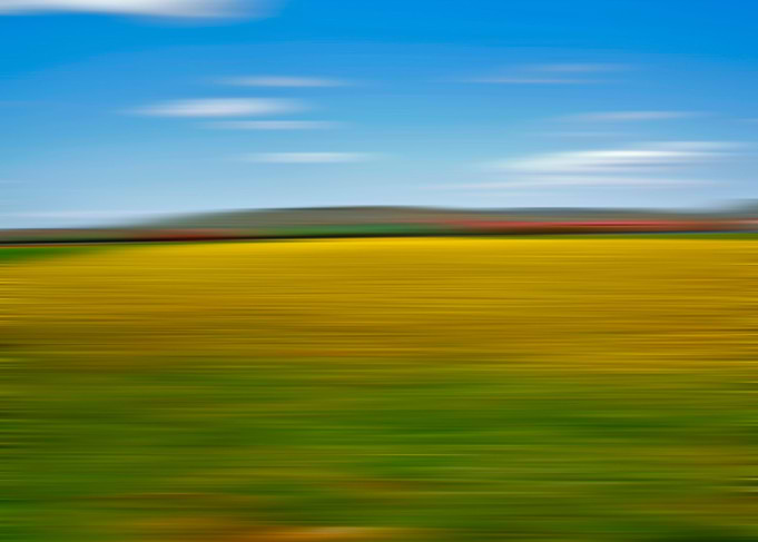 yellow field