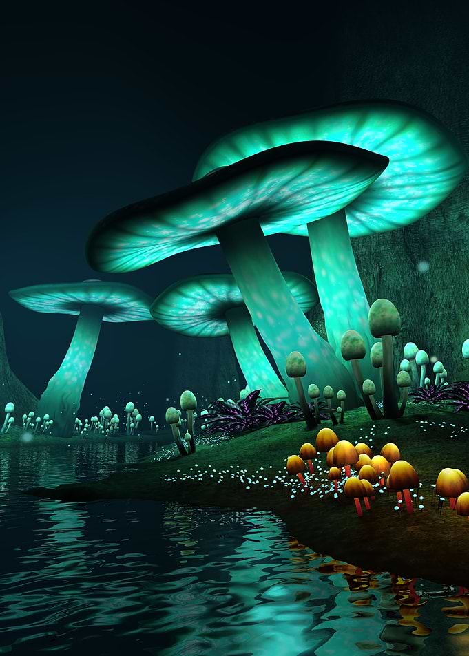 Enchanted Forest