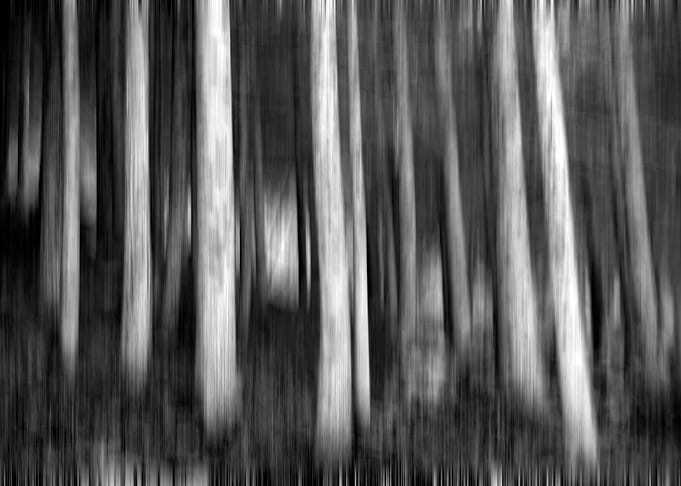 deep forest