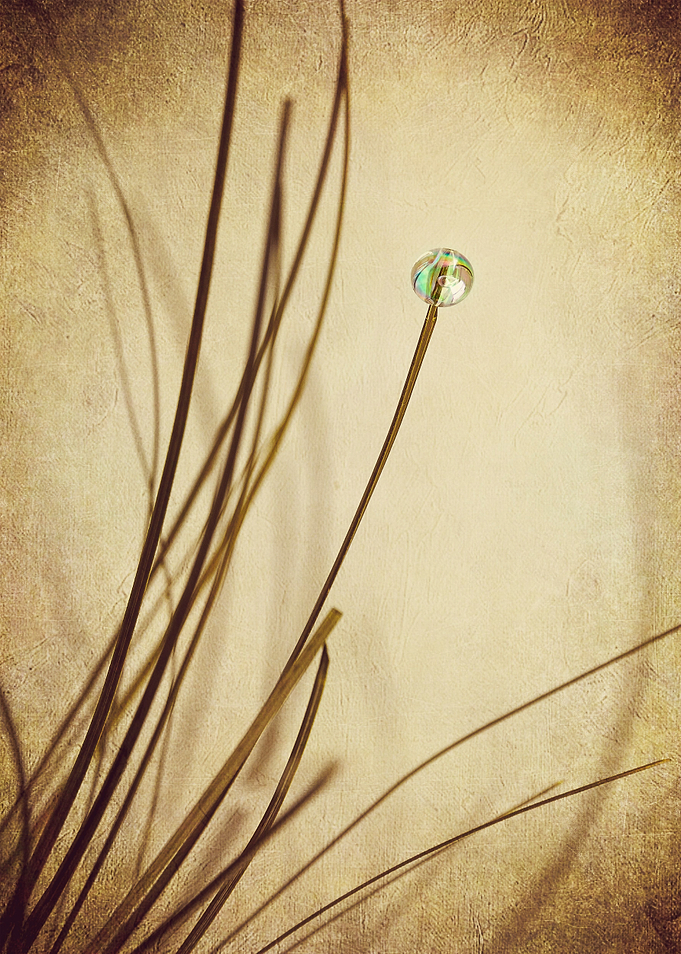 Dry Grass