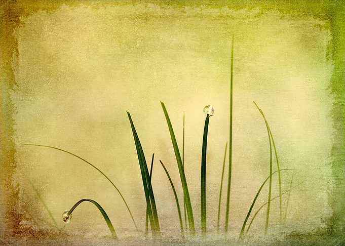 Blades of Grass