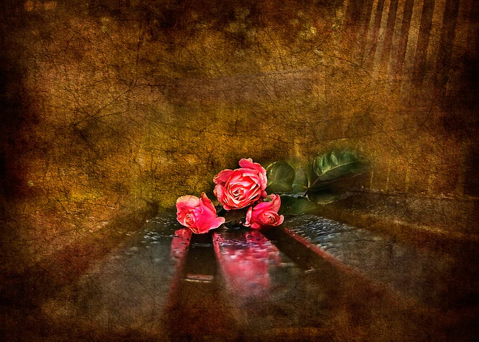 Three red roses