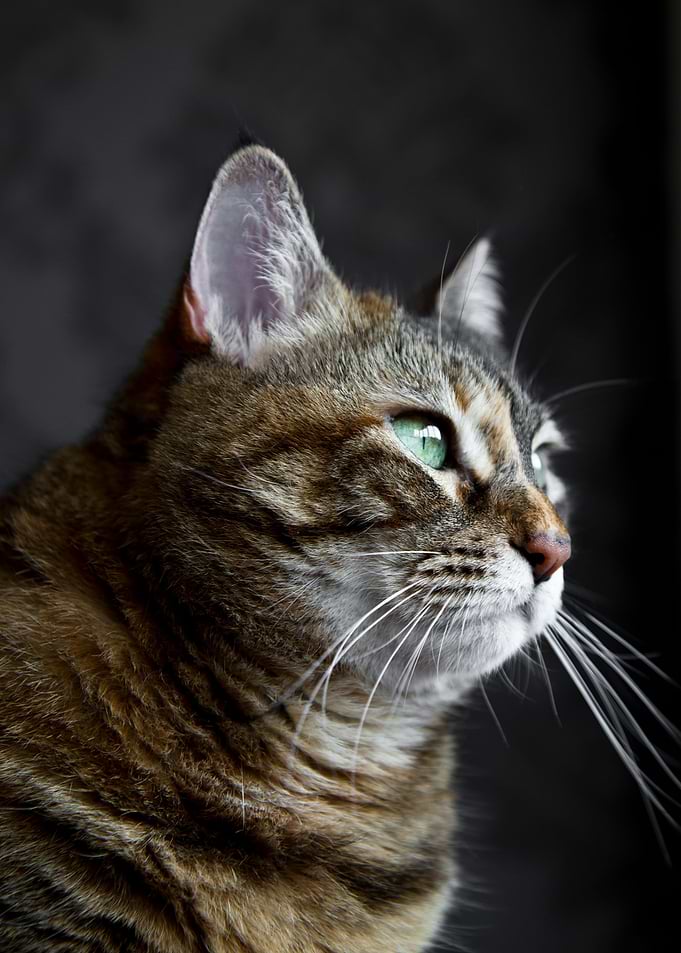 Cat portrait
