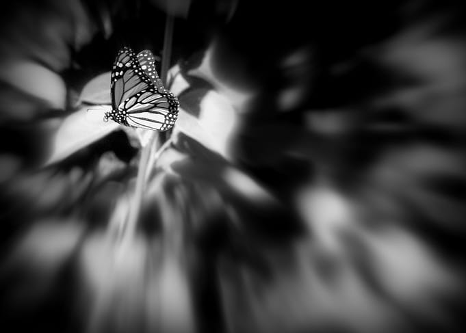 butterfly